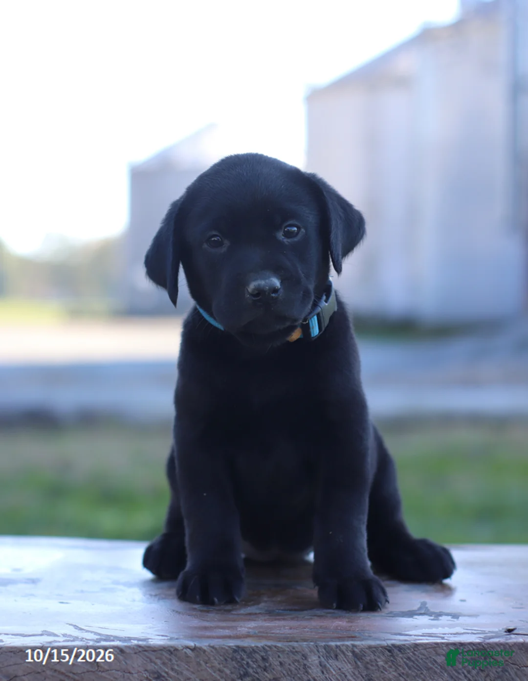 Labrador Retriever dogs for sale: Coral - Ad 1