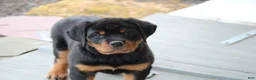Rottweiler dogs for sale: Holly - Ad 3