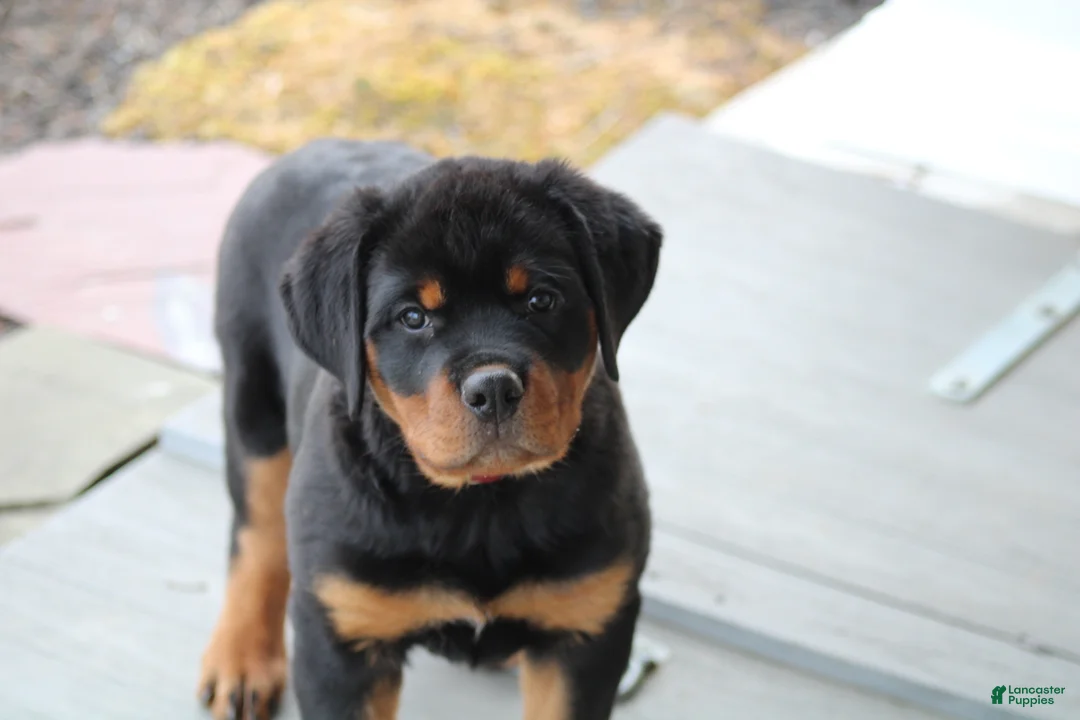 Rottweiler dogs for sale: Holly - Ad 3