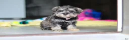 Miniature Schnauzer dogs for sale: Clementine - Ad 10
