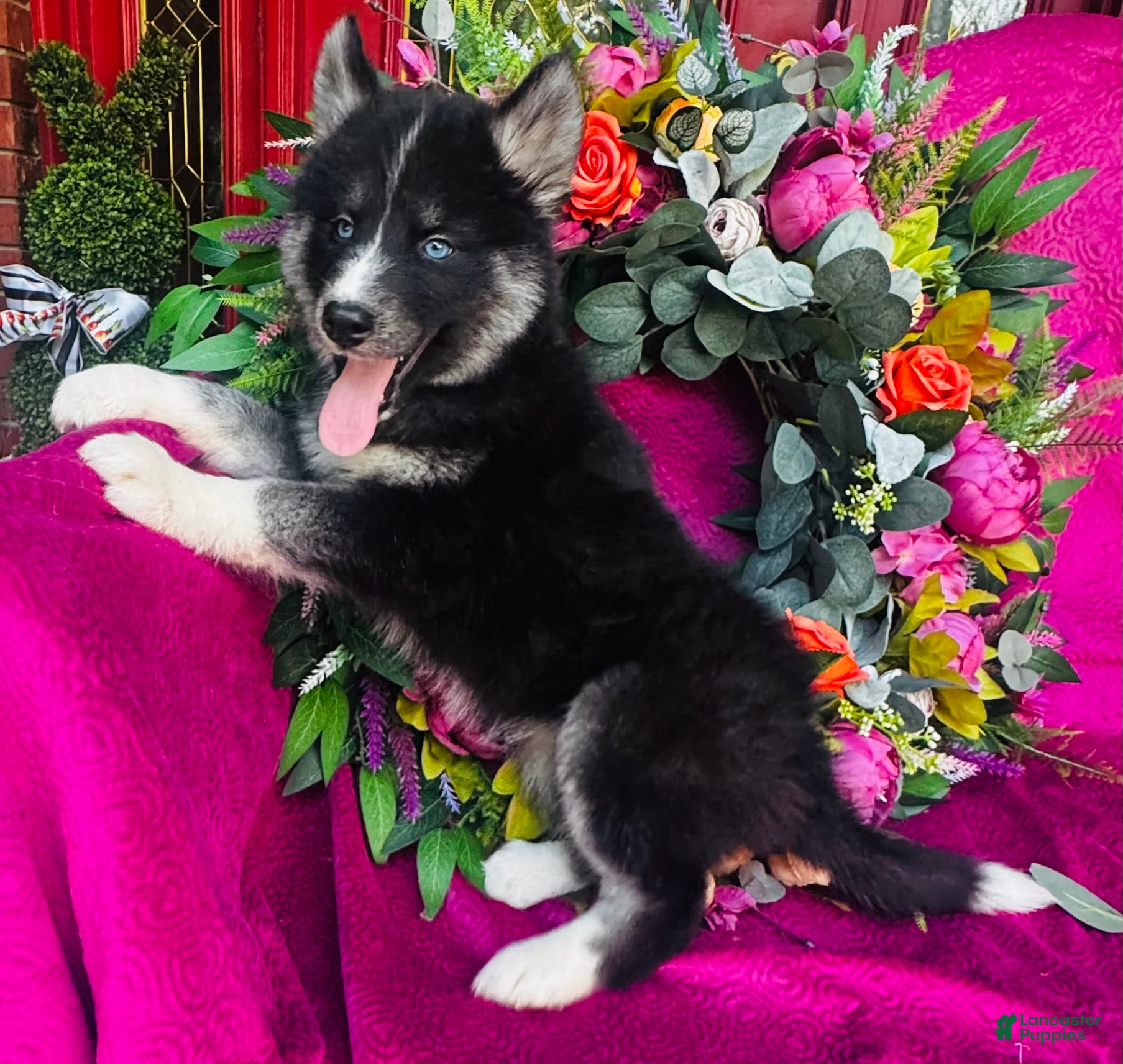 Siberian Husky dogs Kallie  - Ad 2
