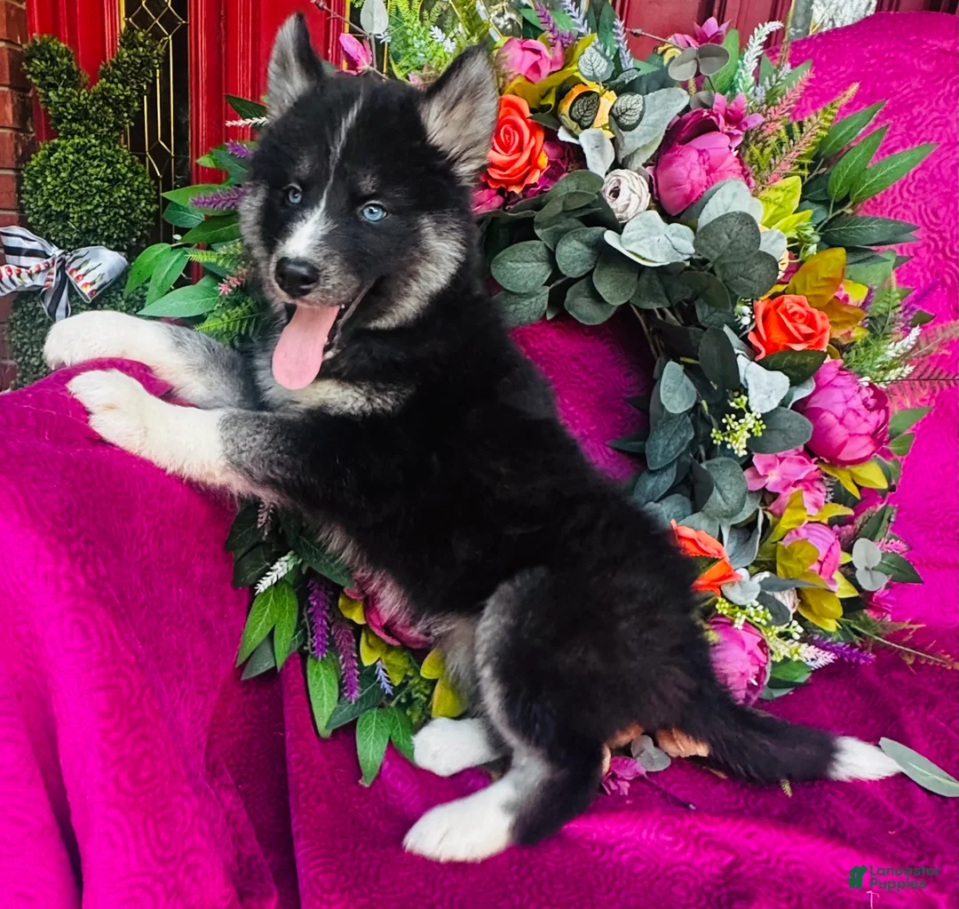 Siberian Husky dogs for sale: Kallie  - Ad 2