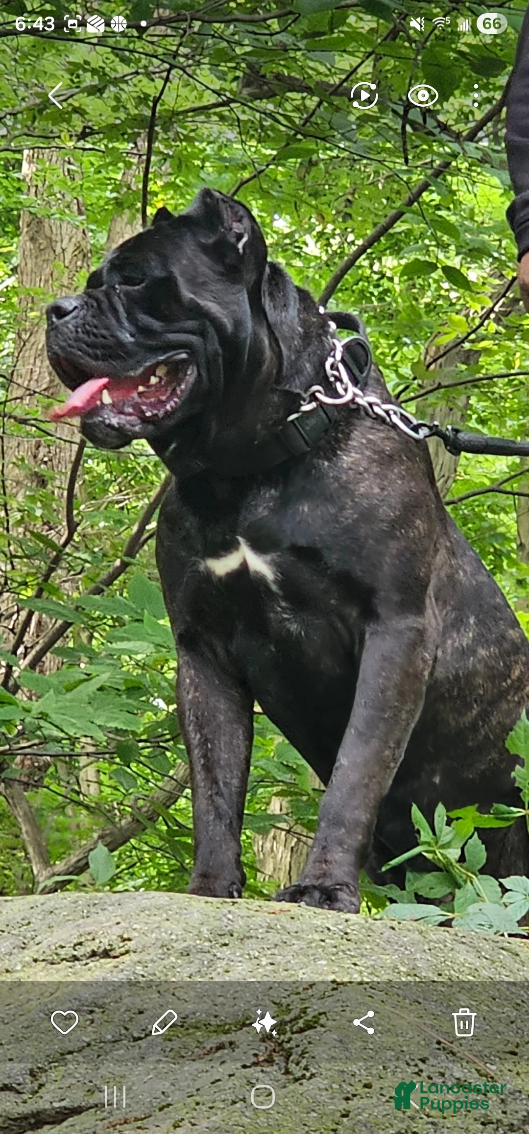 Cane Corso dogs for sale: Cane Corso Puppy 1 - Ad 4