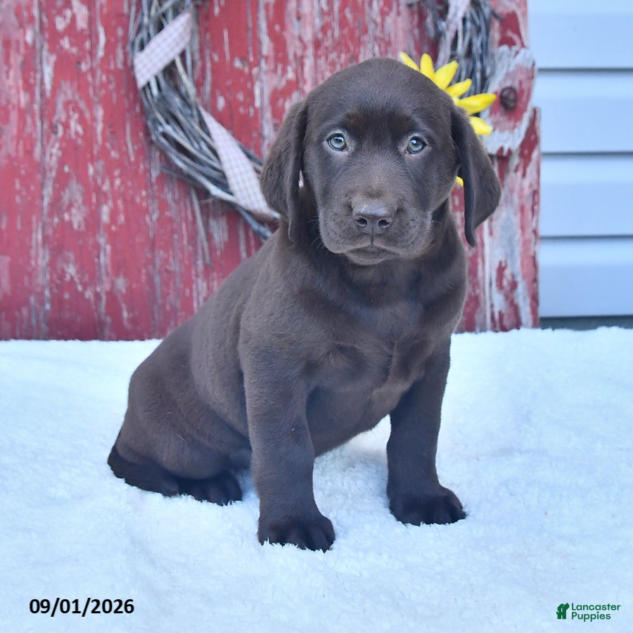 Labrador Retriever dogs Lacey - Ad 1