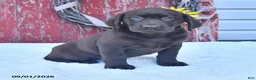 Labrador Retriever dogs for sale: Lacey - Ad 1