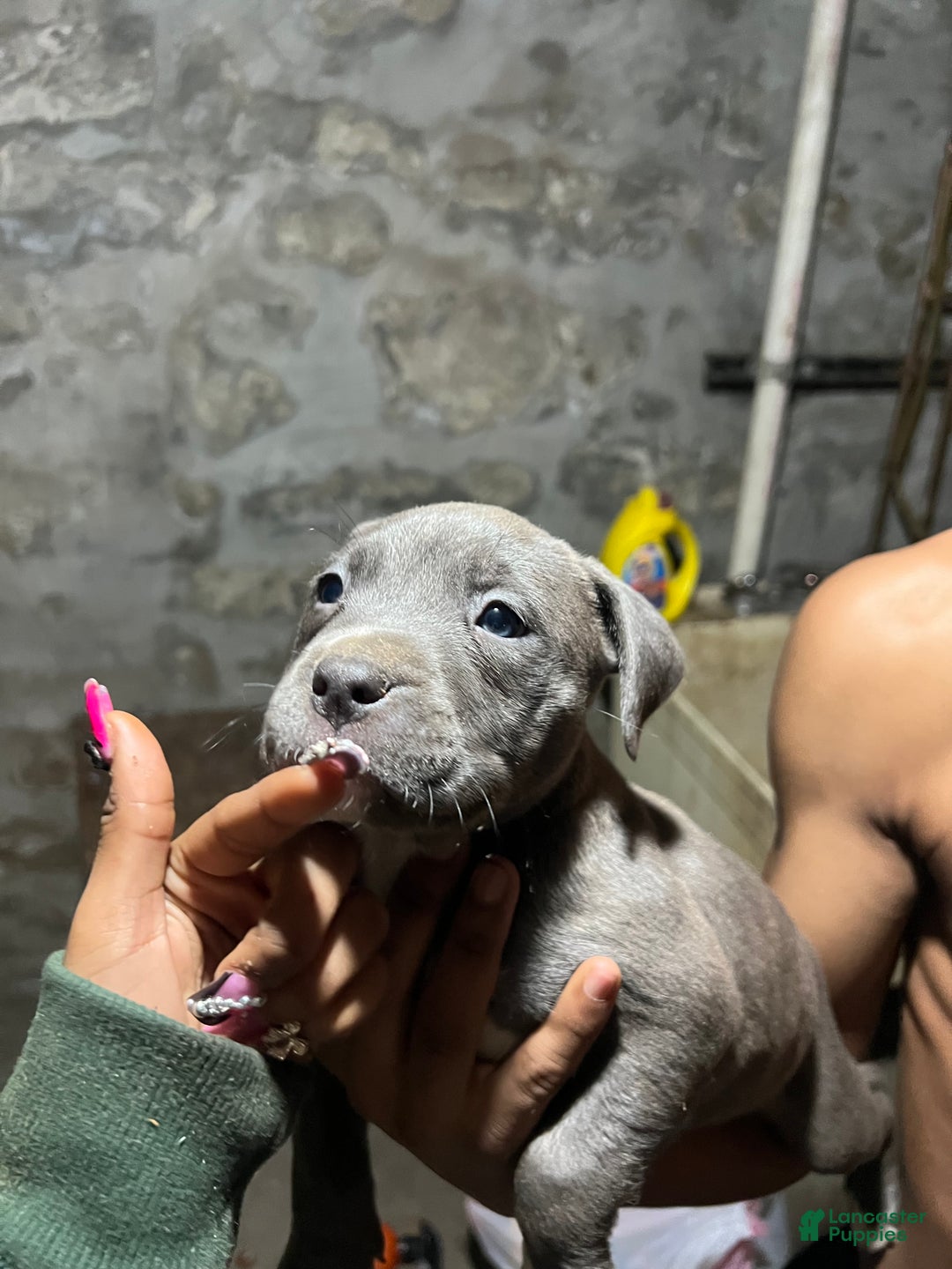American Pit Bull Terrier dogs for sale: Pluto - Ad 5