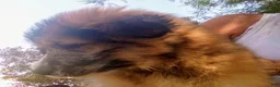 Mixed Breed dogs for sale: OG - Ad 2