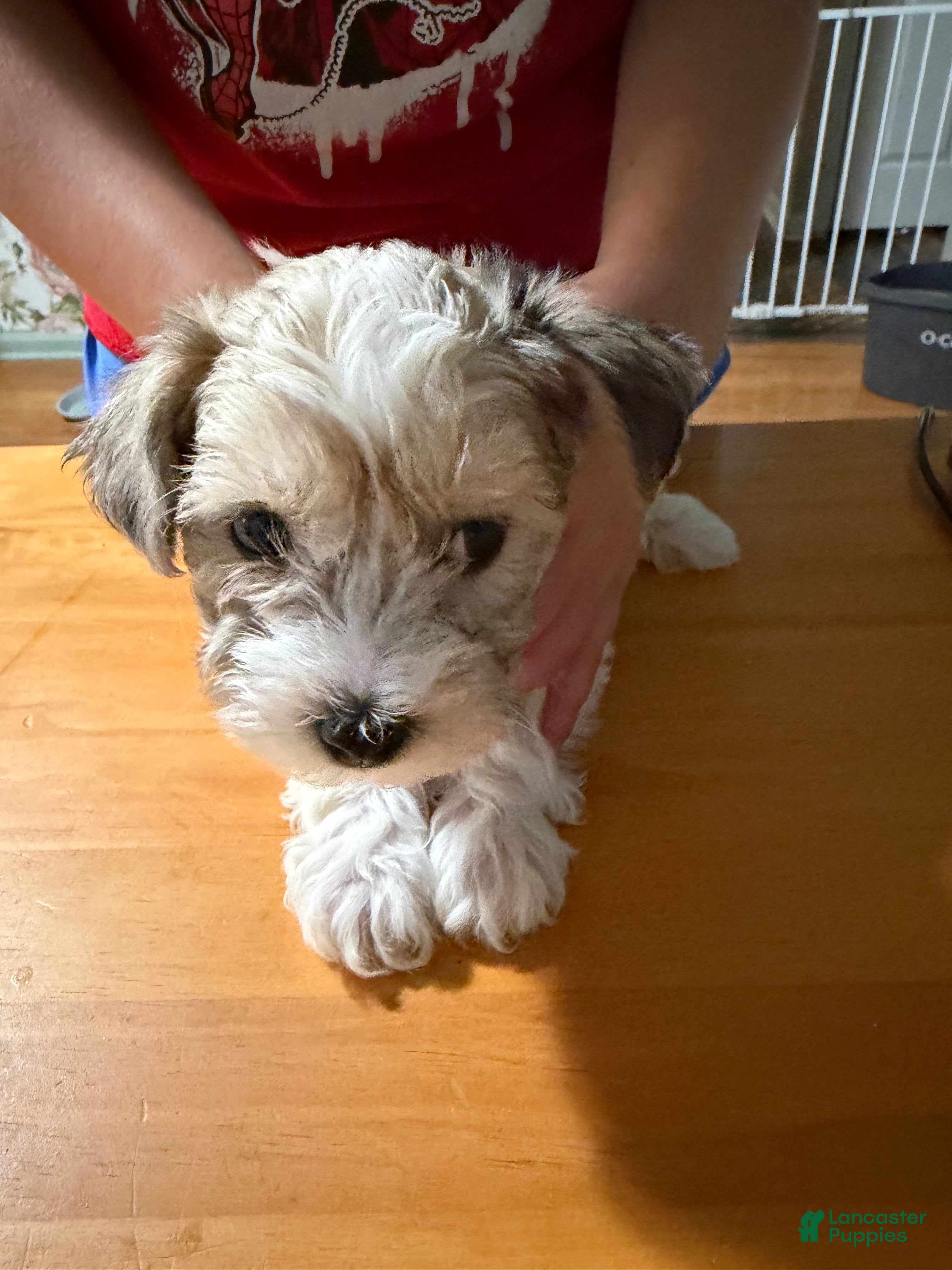 Mixed Breed dogs Girl 4 - Ad 2
