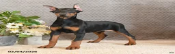 Doberman Pinscher dogs for sale: Zena - Ad 4