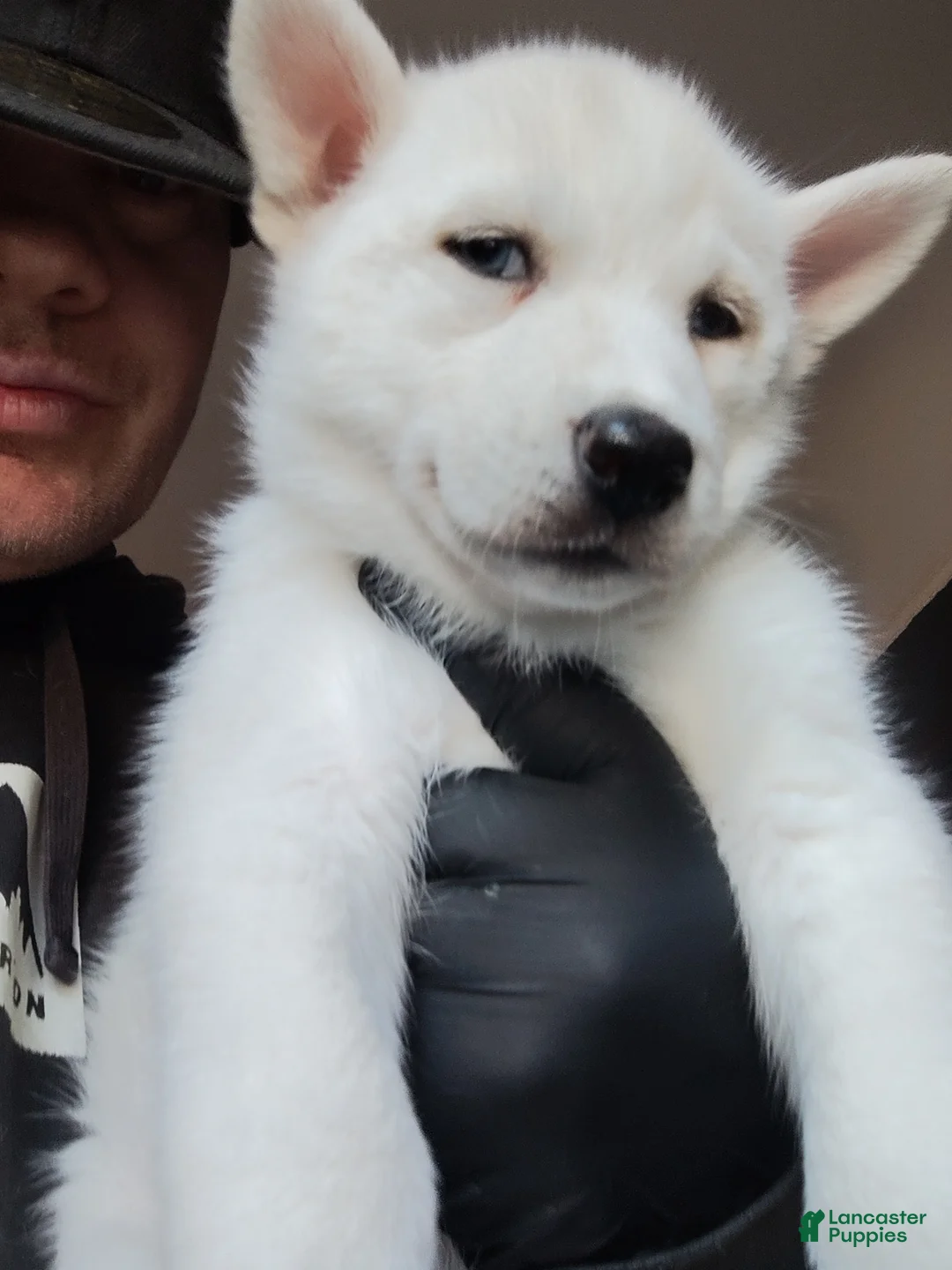 Siberian Husky dogs for sale: 📸✨24 Karat Gold✨ Isabella Siberian Husky With Hetrochromia Eyes✨ 📸 - Ad 1