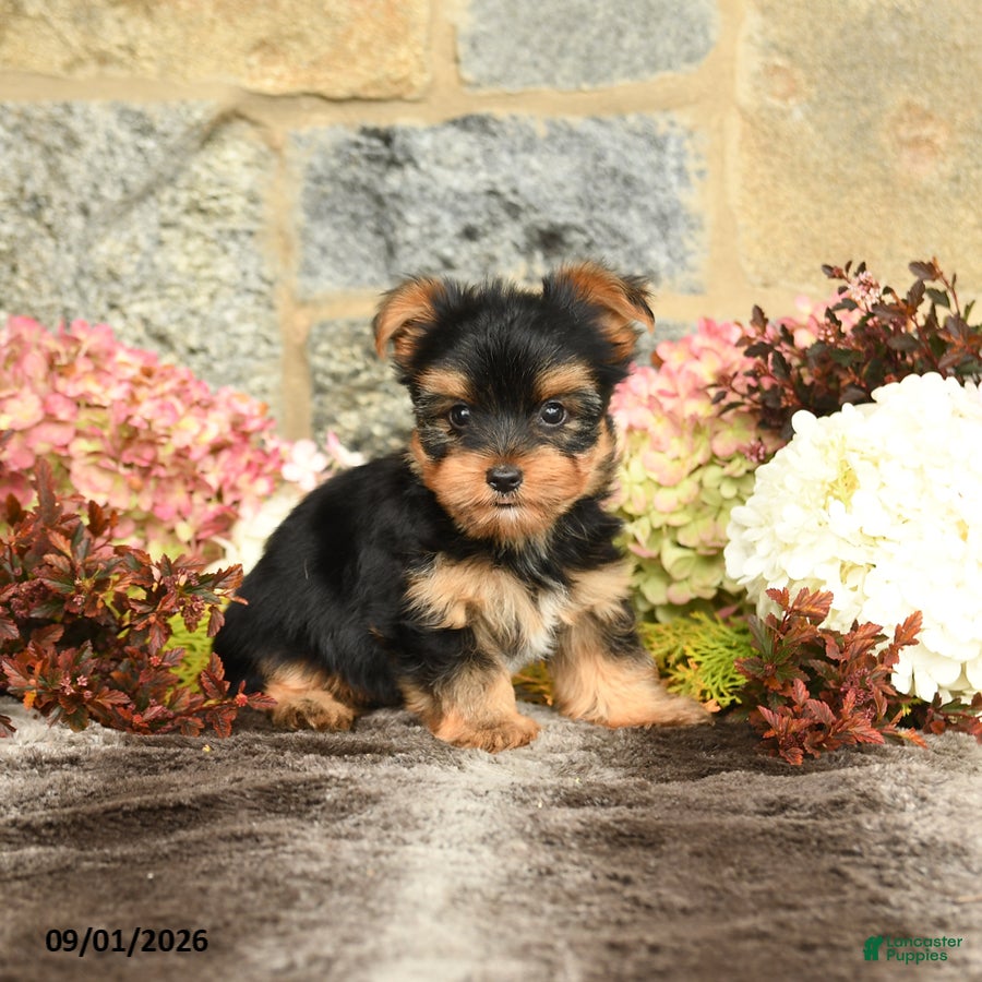 Yorkshire Terrier dogs Nevin - Ad 2