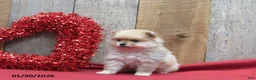 Pomeranian dogs for sale: Mandie - Ad 4