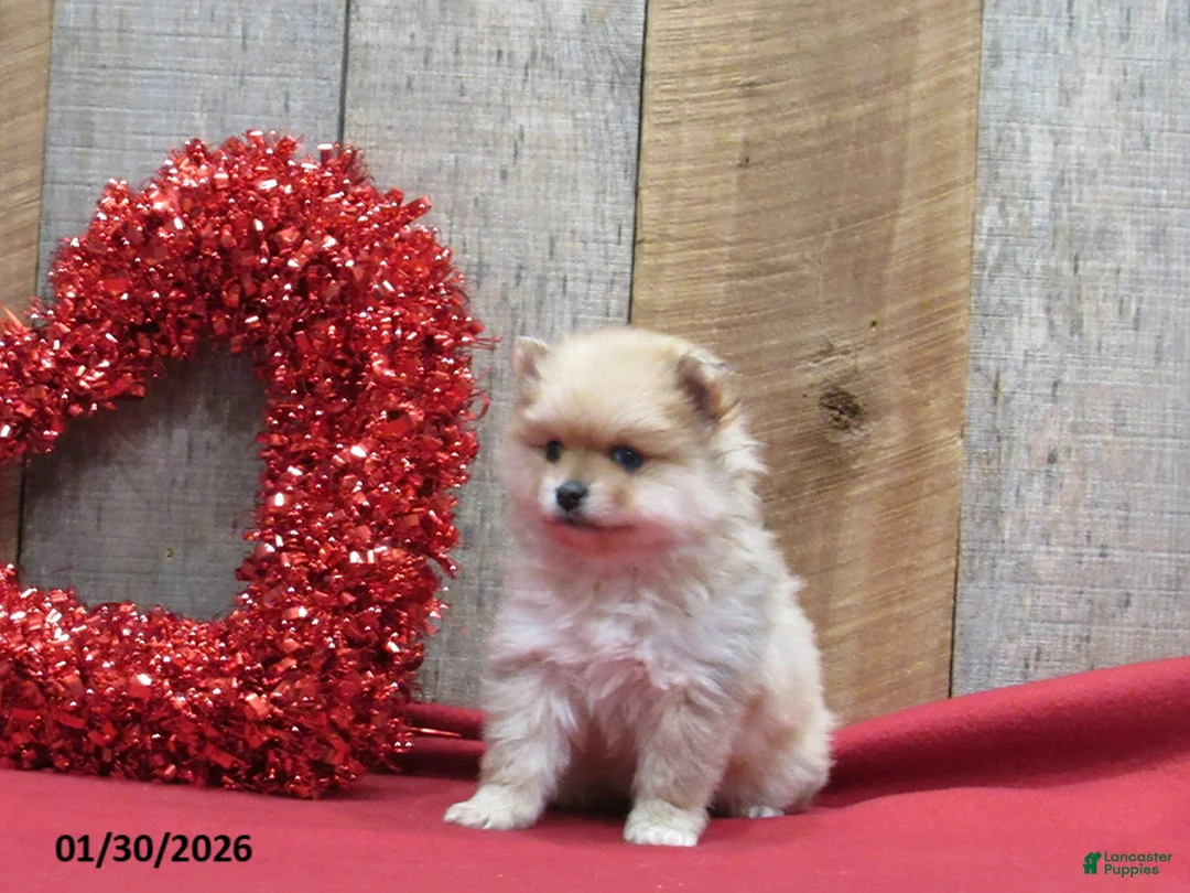 Pomeranian dogs for sale: Mandie - Ad 4