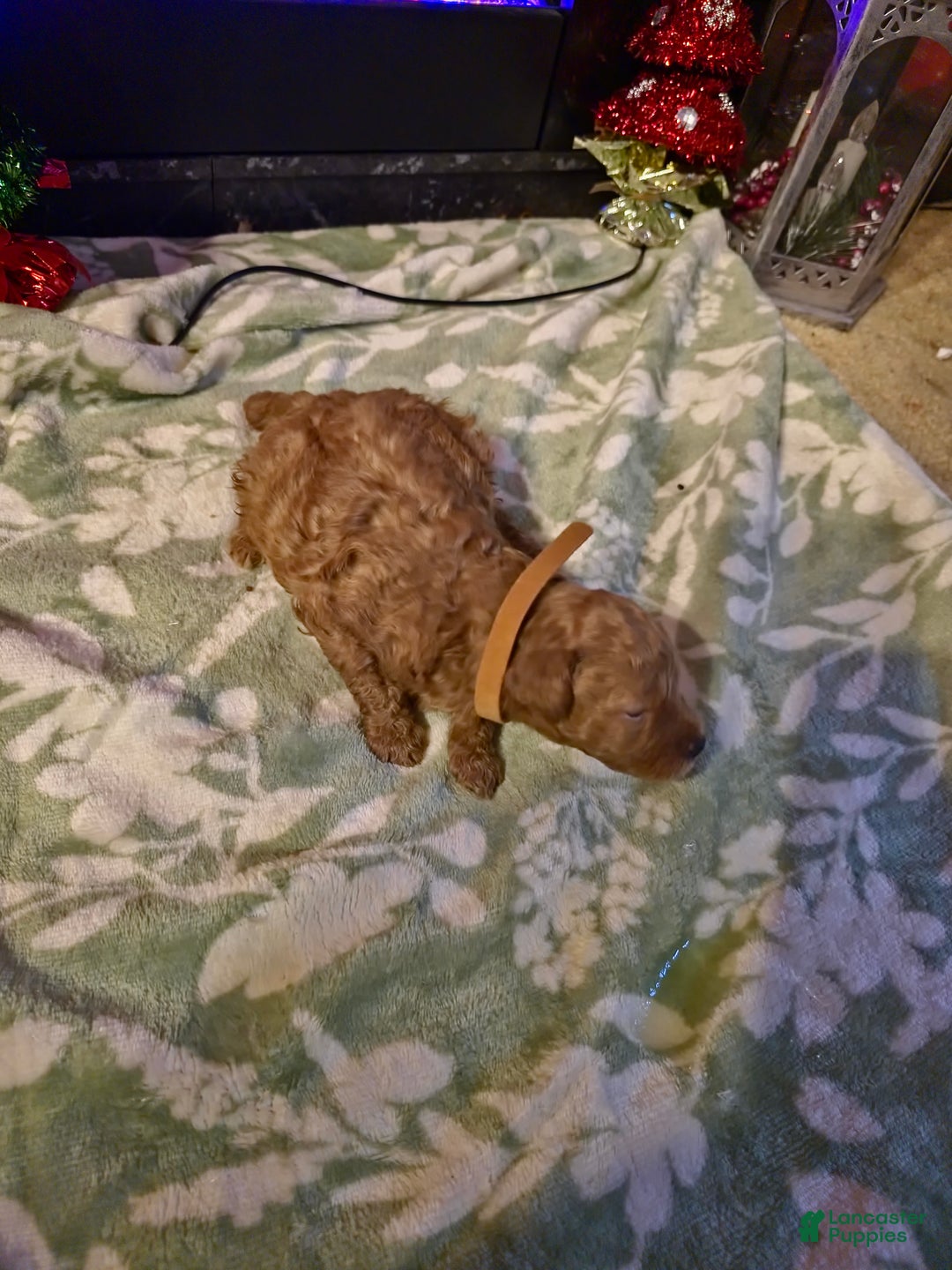 Mini Goldendoodle dogs for sale: Nova - Ad 22