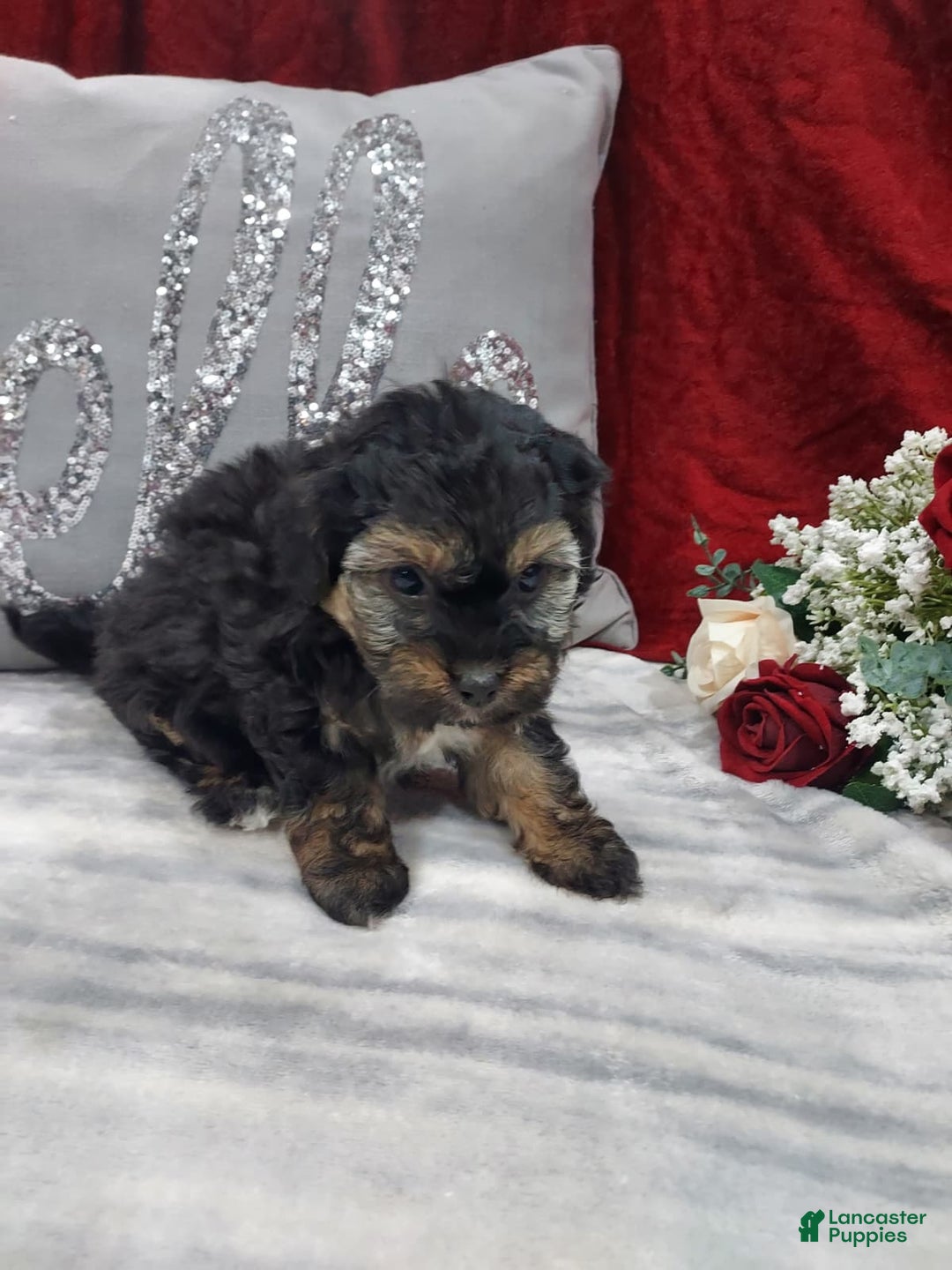 Mixed Breed dogs for sale: Rocky - Ad 4