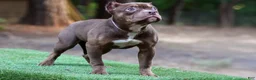 American Bully dogs for sale: Chocolate Tri Female - Ad 4