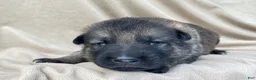 German Shepherd dogs for sale: Teddy - Ad 12