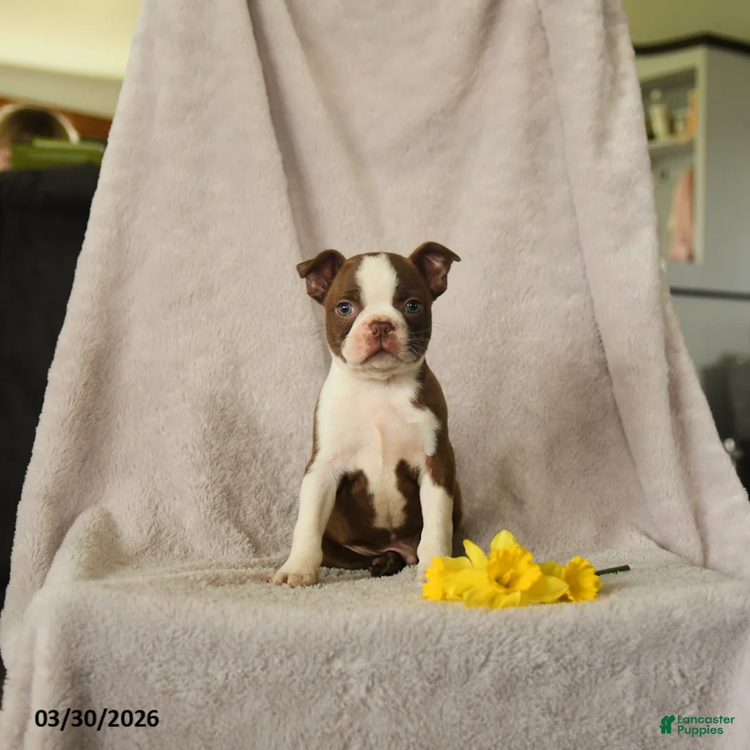 Boston Terrier dogs for sale: Daffny - Ad 3