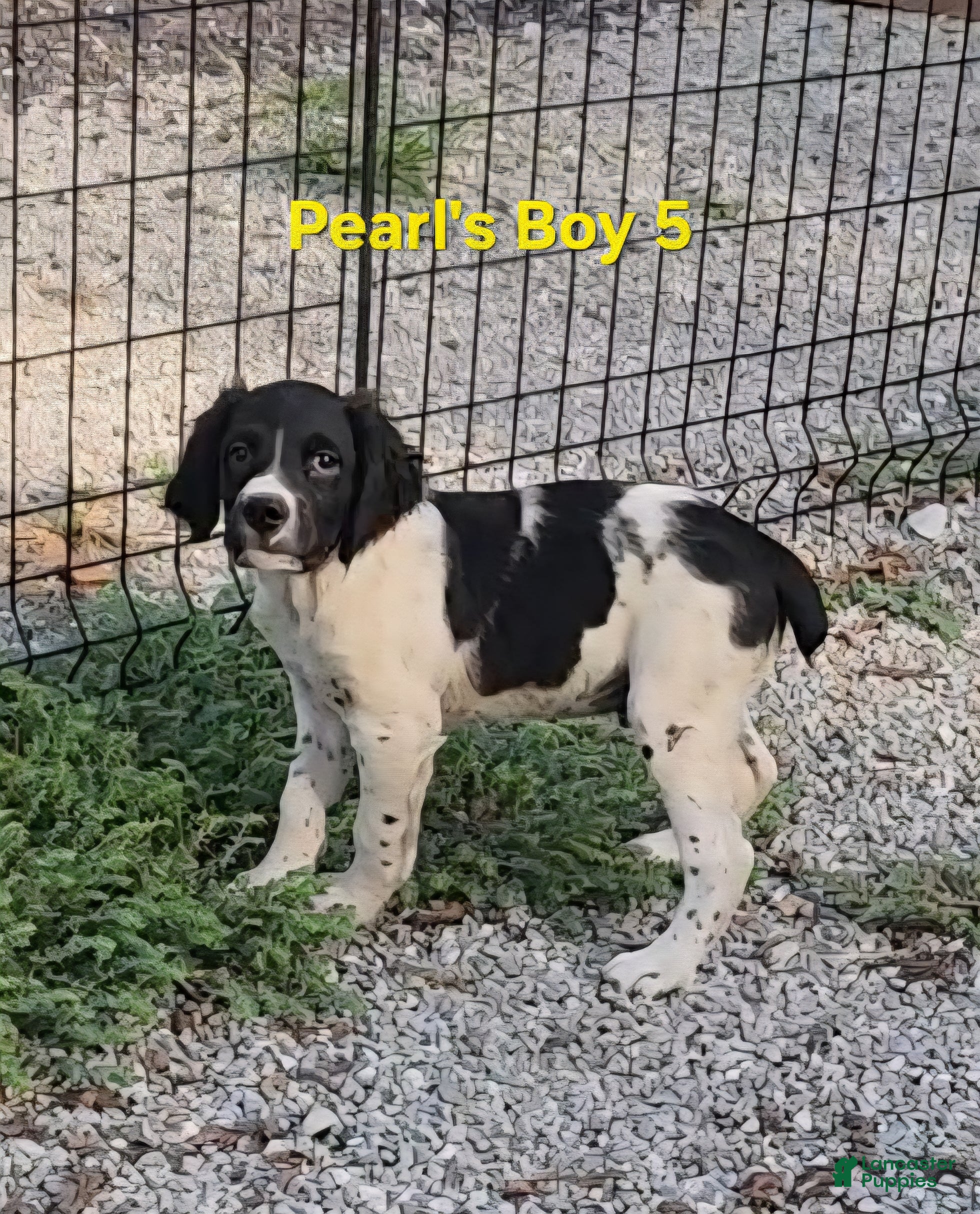 Brittany Spaniel dogs AKC/UKC French Brittany boy 5 - Ad 1