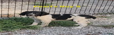 AKC/UKC French Brittany boy 5