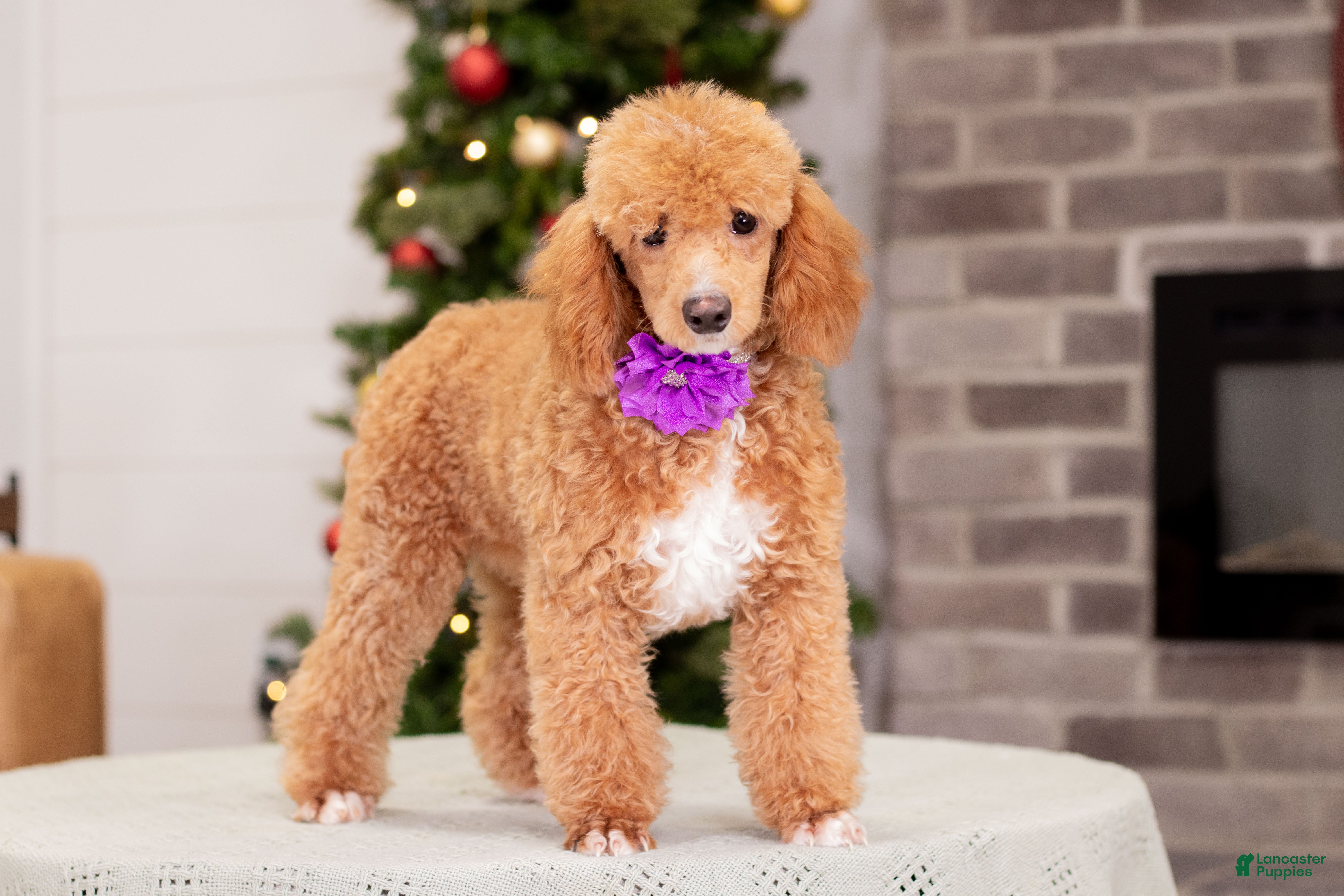Toy Poodle dogs Willow - Ad 12