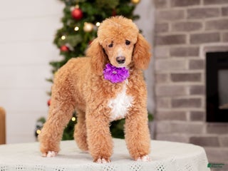 Toy Poodle dogs Willow - Ad 26