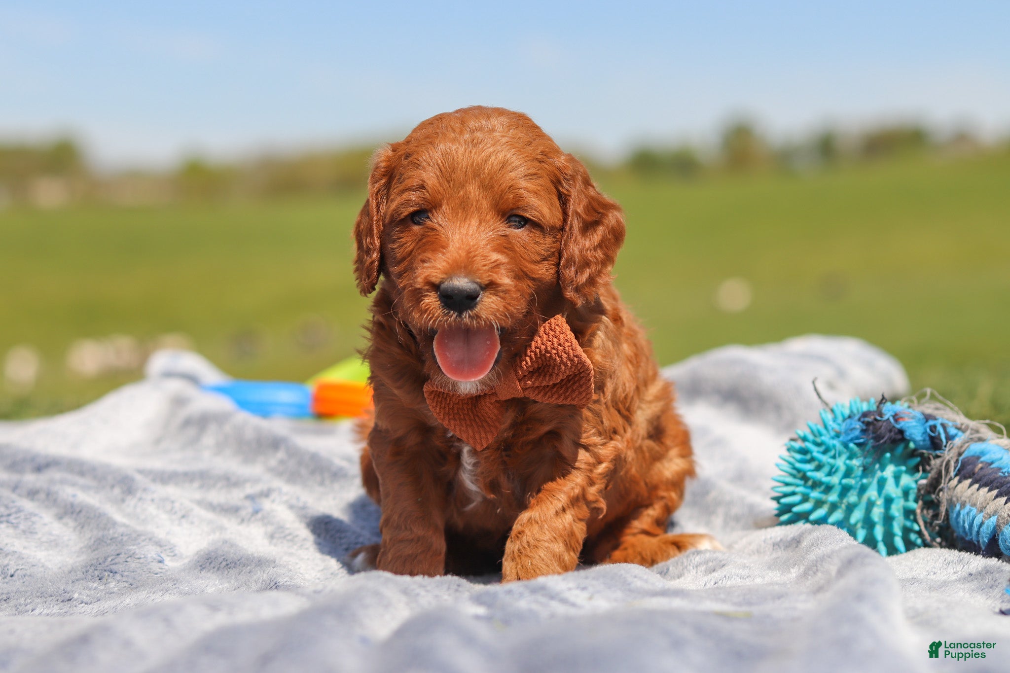 Mini Goldendoodle dogs for sale: Calvin - Ad 2