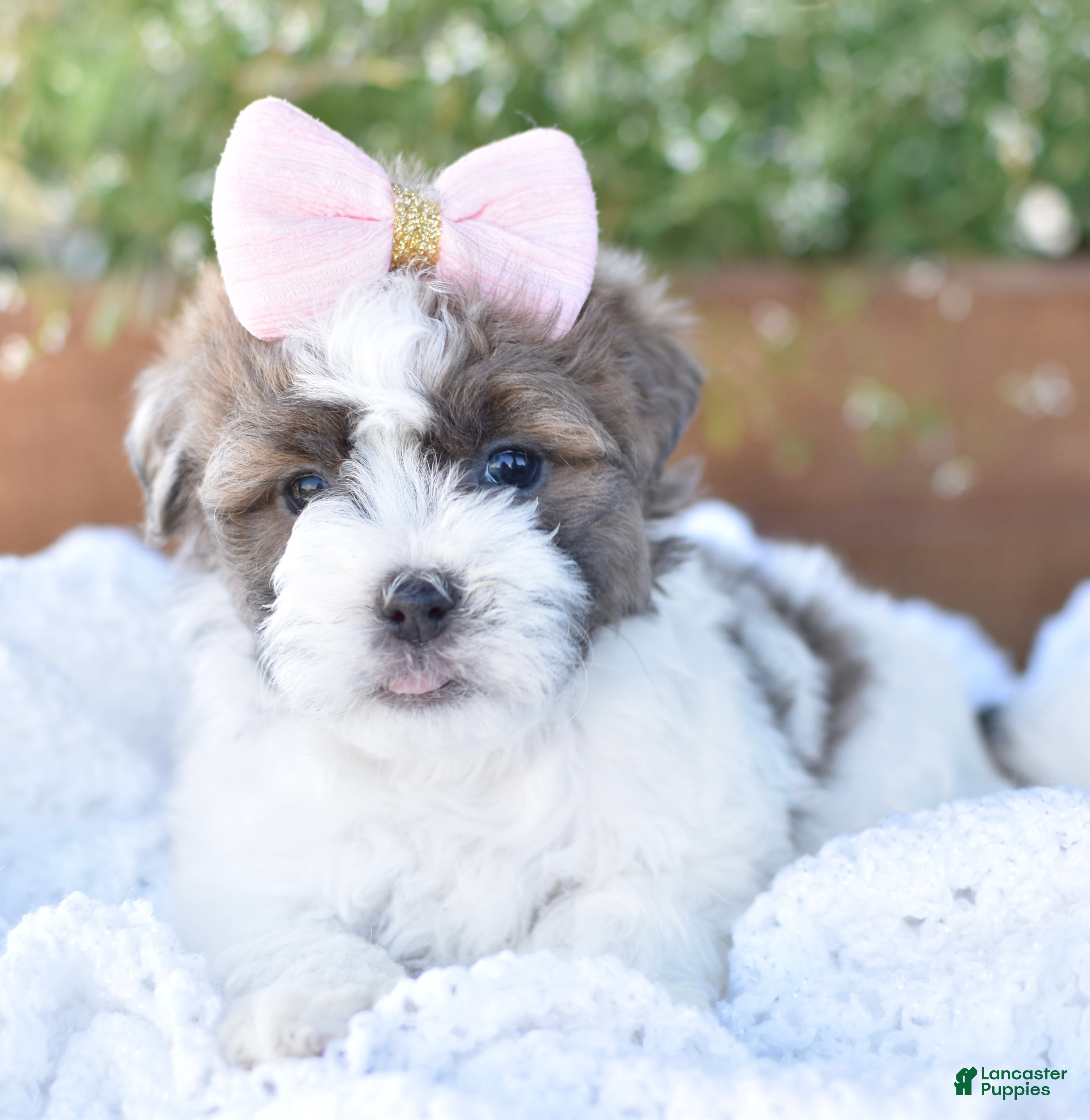 Mixed Breed dogs Snickers - Ad 33