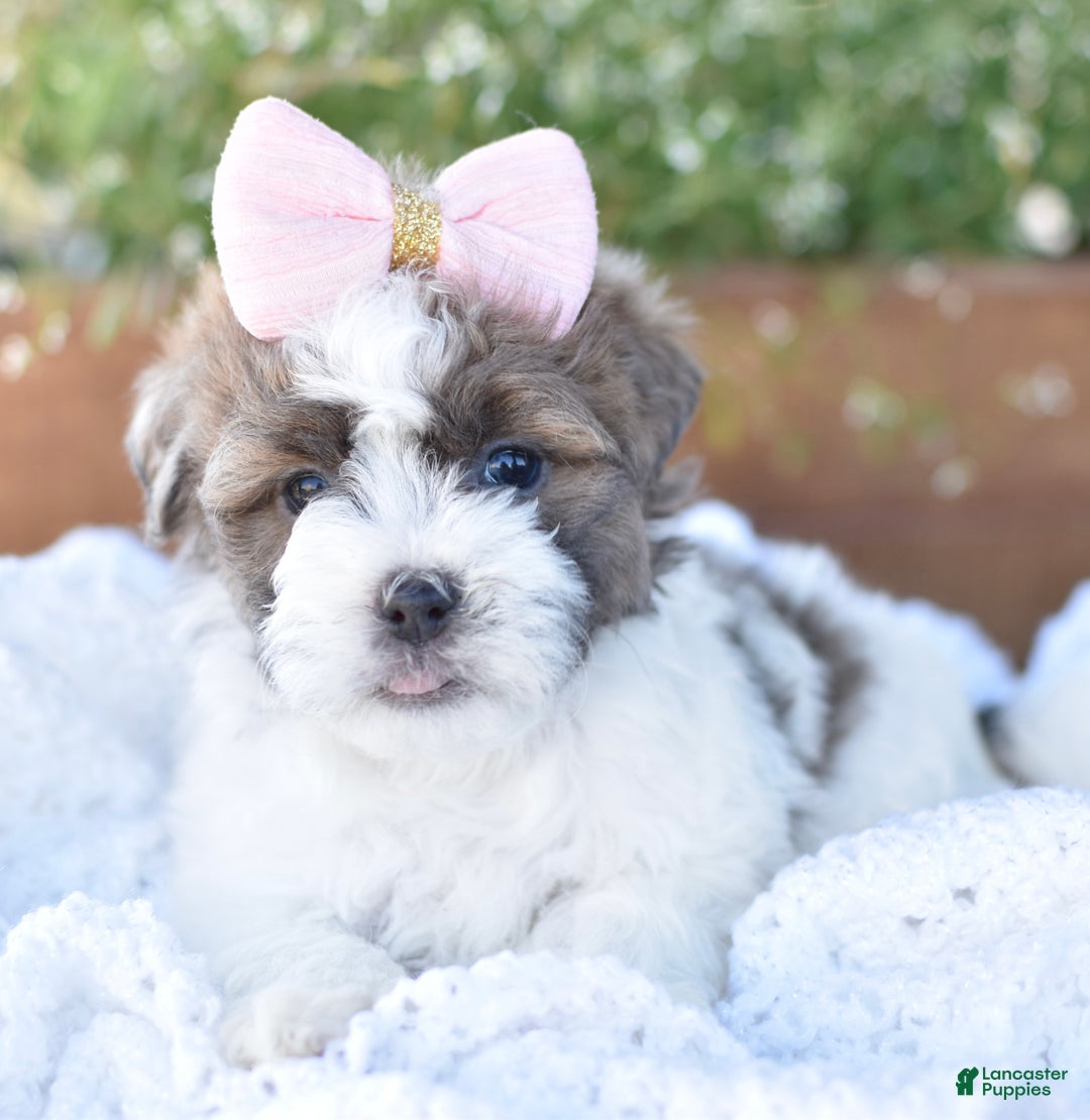 Mixed Breed dogs for sale: Snickers - Ad 1