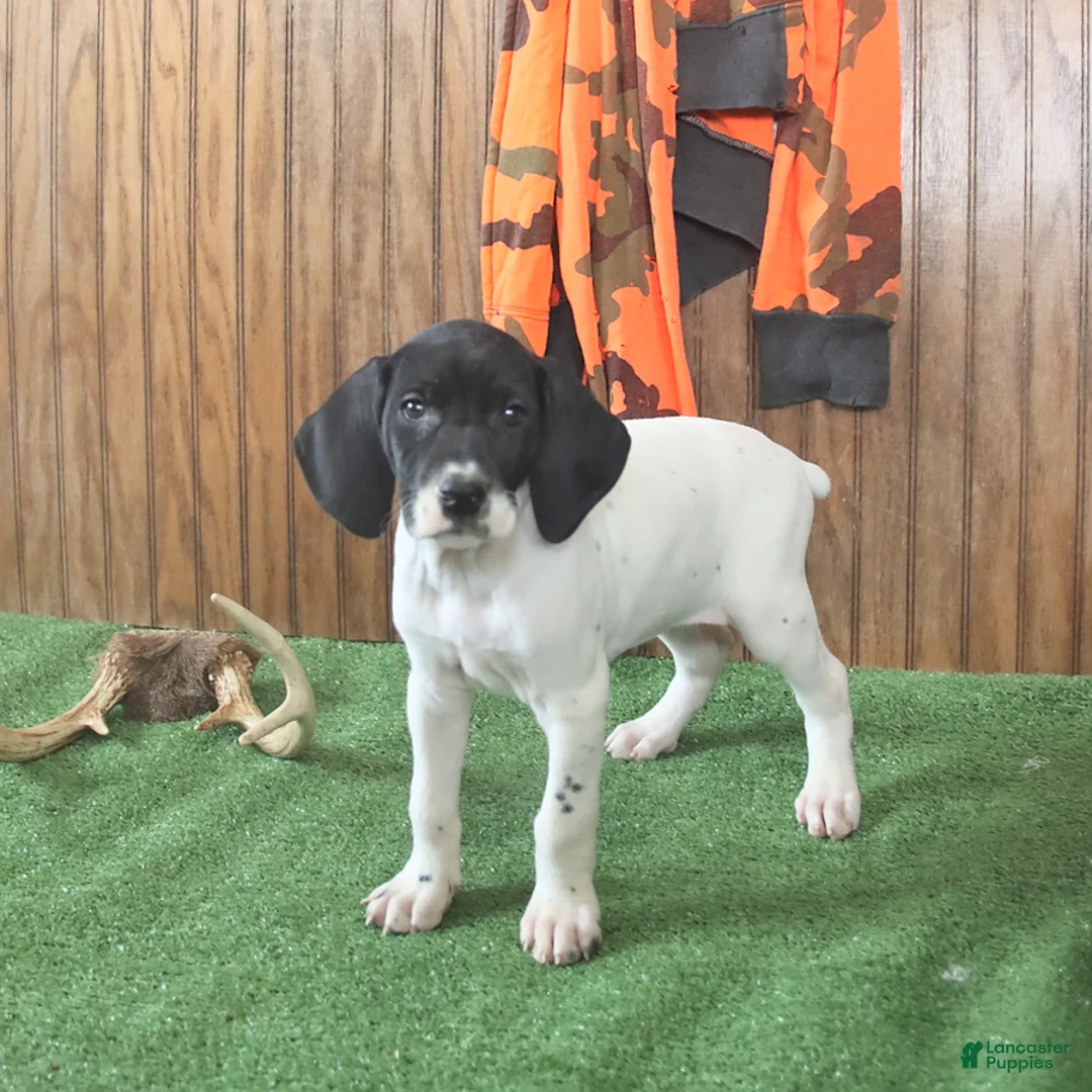 German Shorthaired Pointer dogs for sale: Tanisha - Ad 1