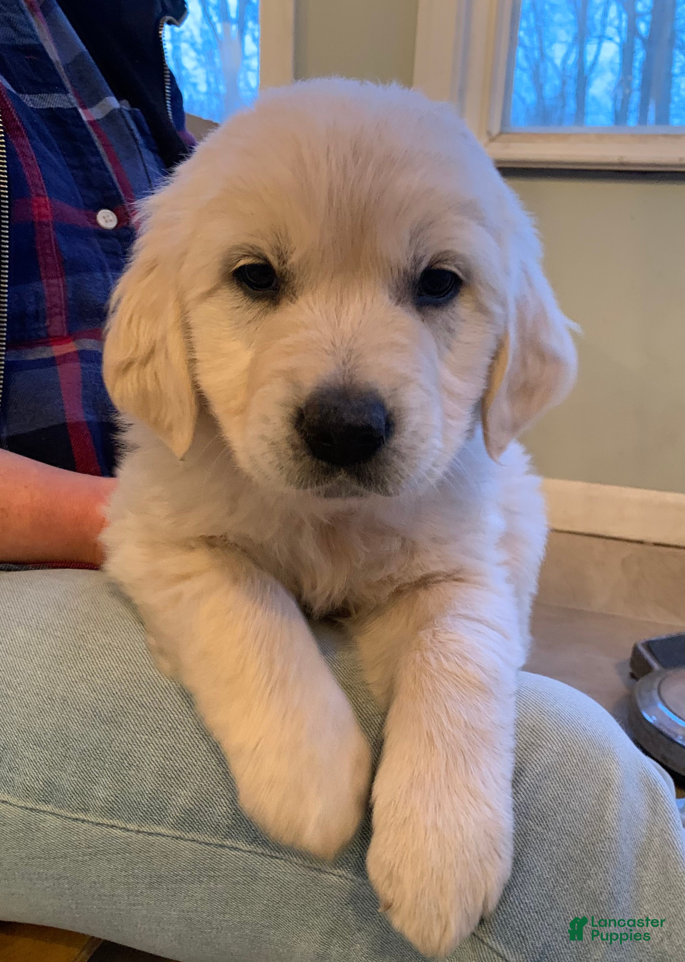 Golden Retriever dogs Violet - Ad 1