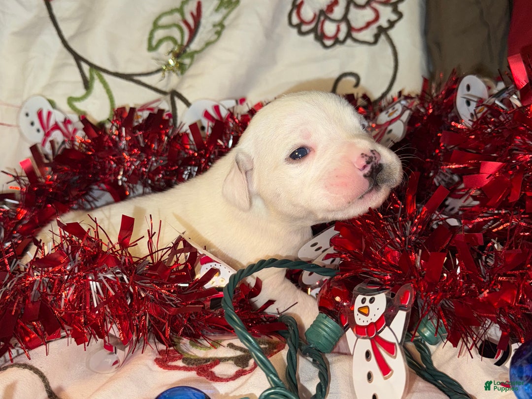 Mixed Breed dogs for sale: Calypso - Ad 4