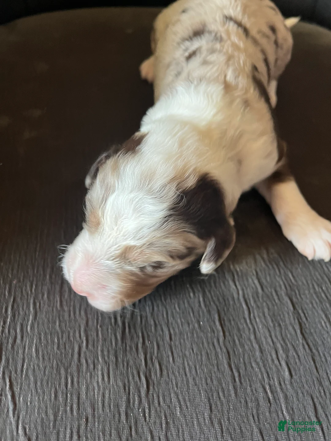 Aussiedoodle dogs for sale: Aussiedoodle Puppy 1 - Ad 2
