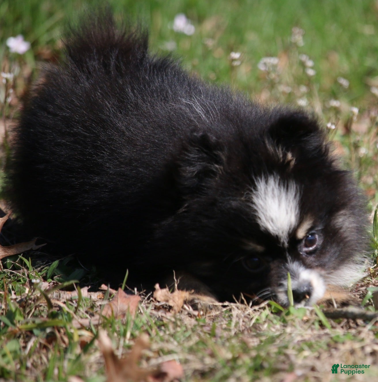 Pomsky dogs Lily  - Ad 2