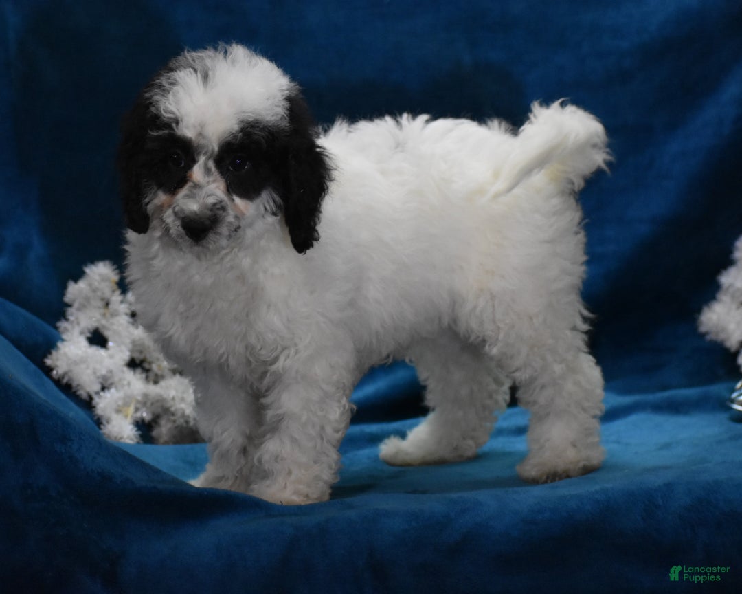 Miniature Poodle dogs for sale: Zandra - Ad 3