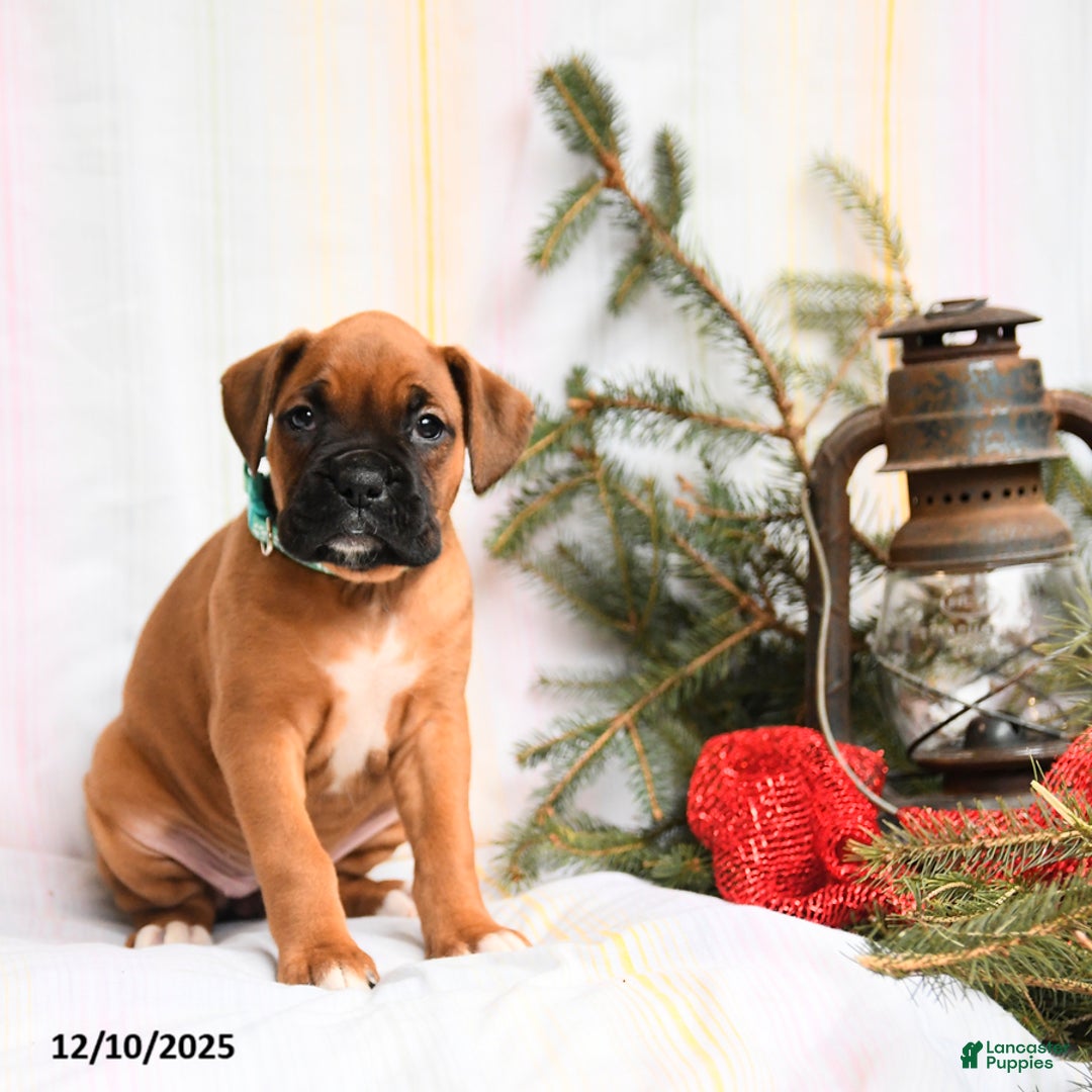 Boxer dogs for sale: Holly - Ad 2