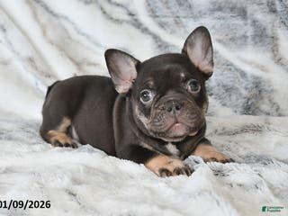 Mixed Breed dogs Nellie - Ad 21