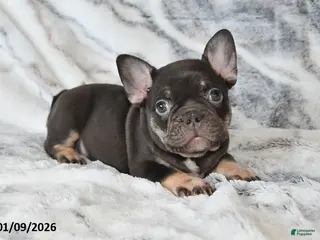 Mixed Breed dogs Nellie - Ad 8