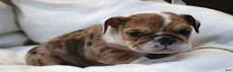 English Bulldog dogs for sale: Alexis - Ad 6
