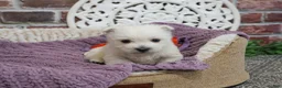 West Highland Terrier dogs for sale: Orli  - Ad 3