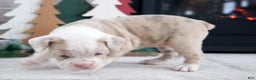 Olde English Bulldogge dogs for sale: Snowflake - Ad 2