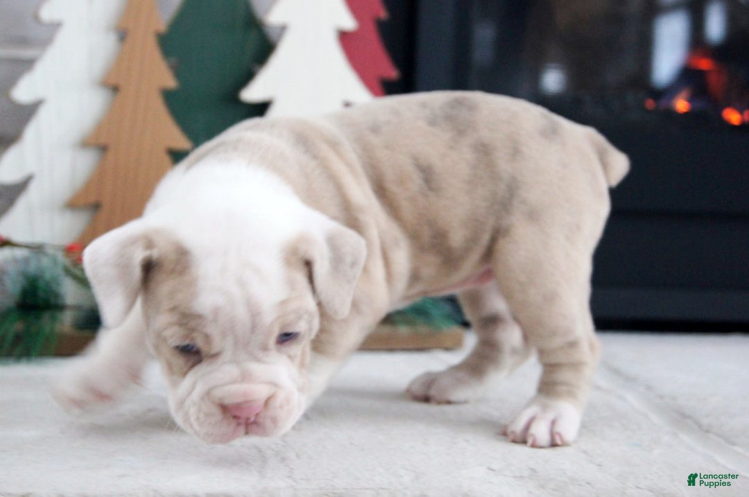 Olde English Bulldogge dogs for sale: Snowflake - Ad 2