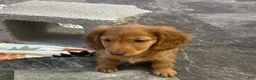 Mixed Breed dogs for sale: Frannie - Ad 3