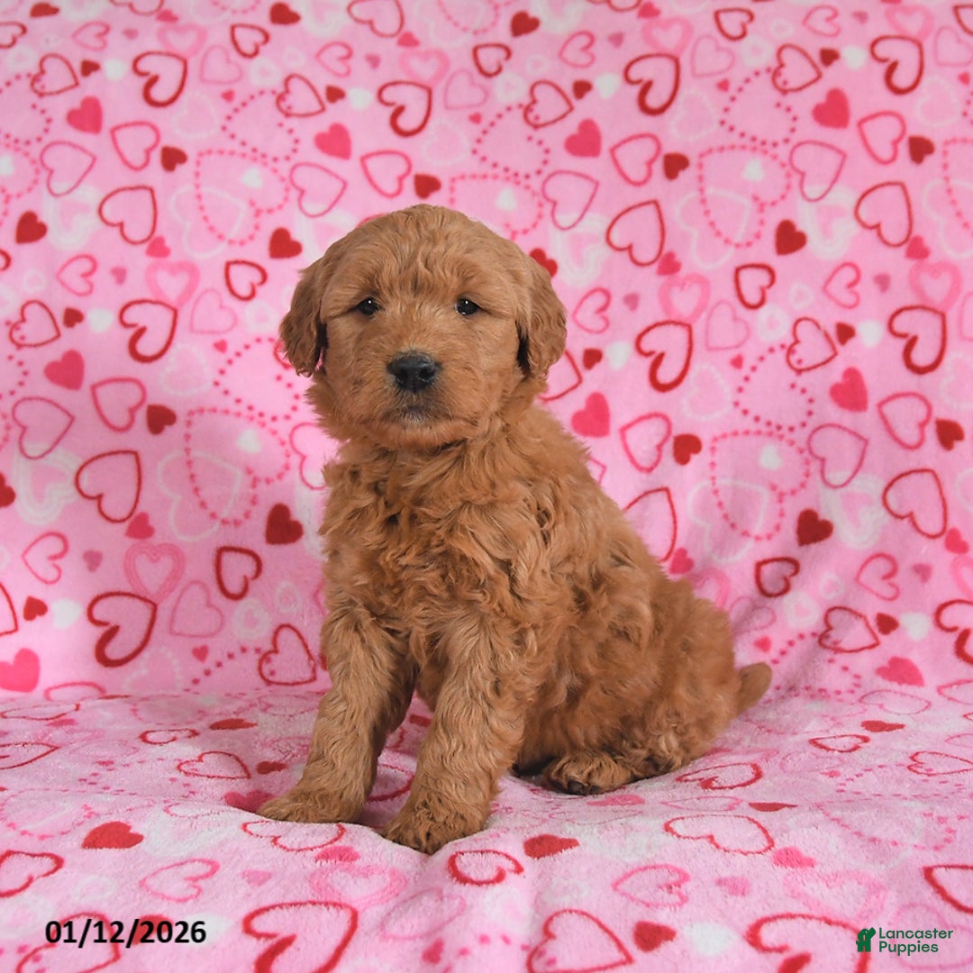 Goldendoodle dogs for sale: Bolt - Ad 4