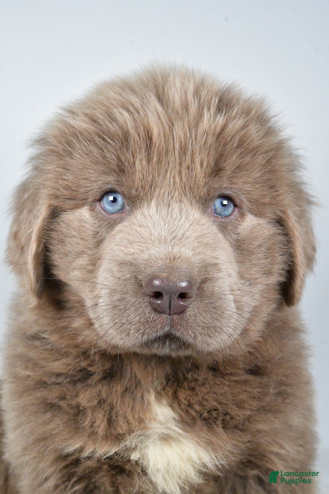 Newfoundland dogs for sale: Duke - Ad 6