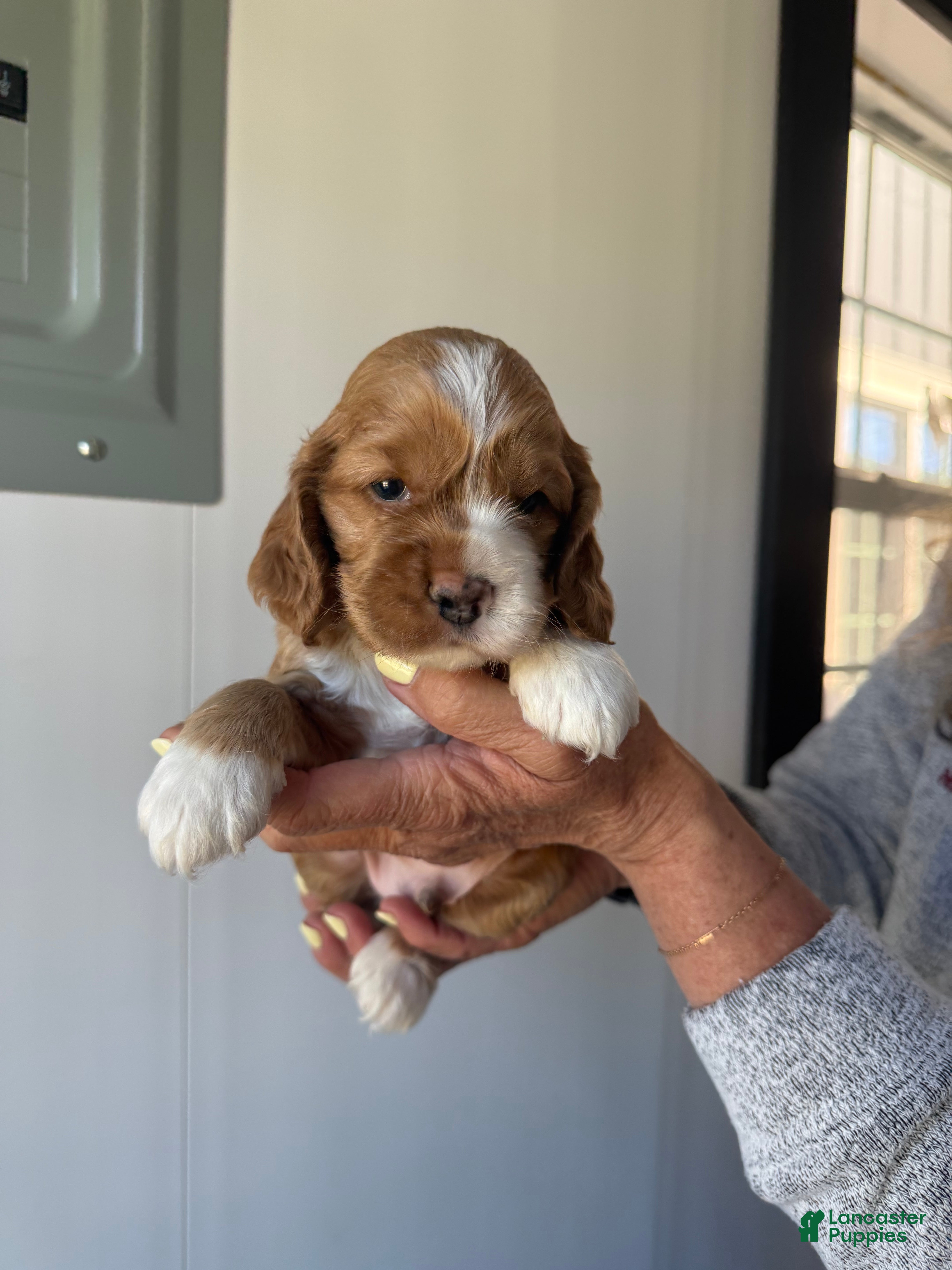 Cocker Spaniel dogs Edmund - Ad 2