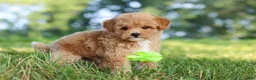 Maltipoo dogs for sale: Patrick - Ad 6