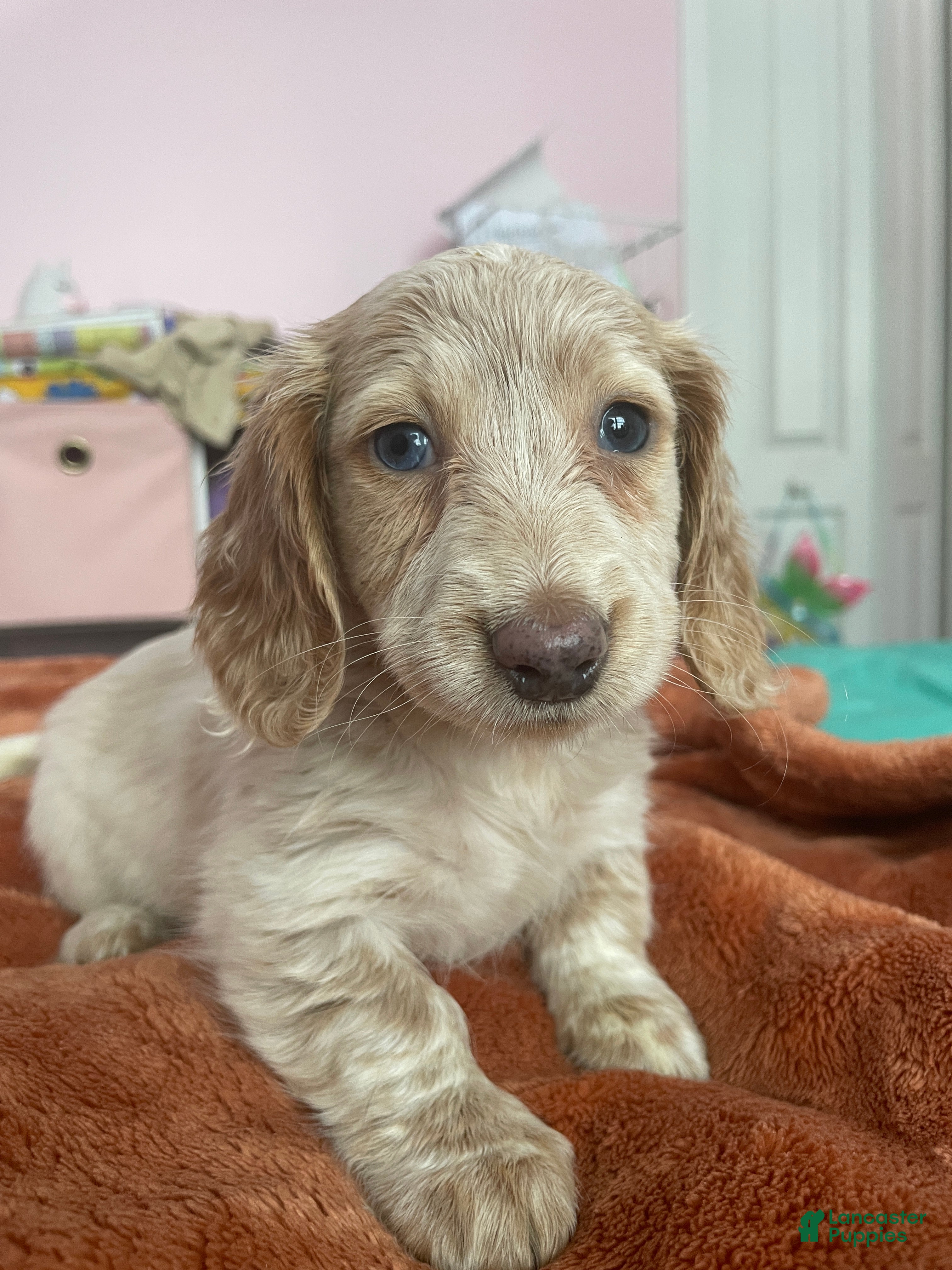 Miniature Dachshund dogs Chelsea  - Ad 10