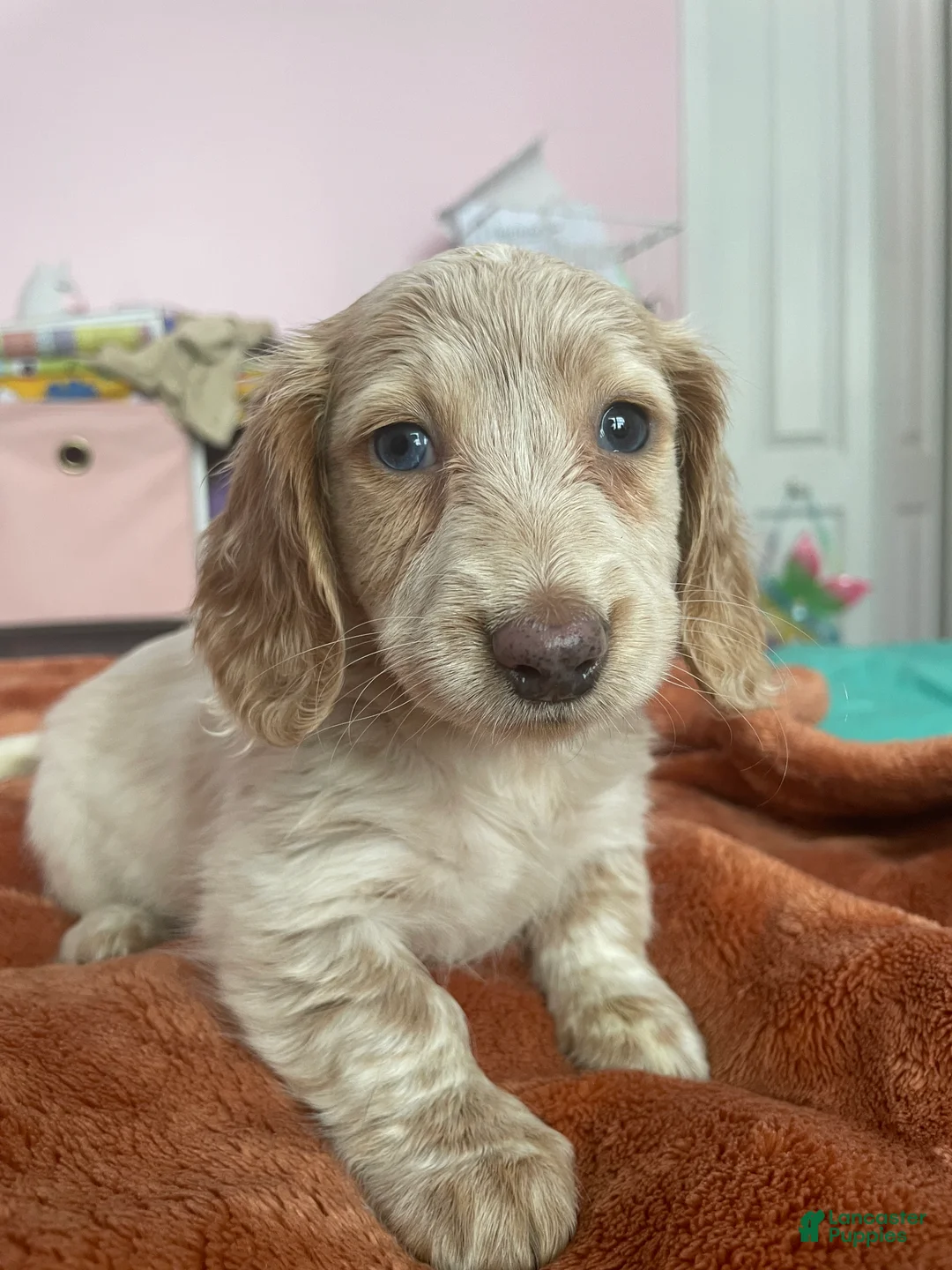 Miniature Dachshund dogs for sale: Chelsea  - Ad 1