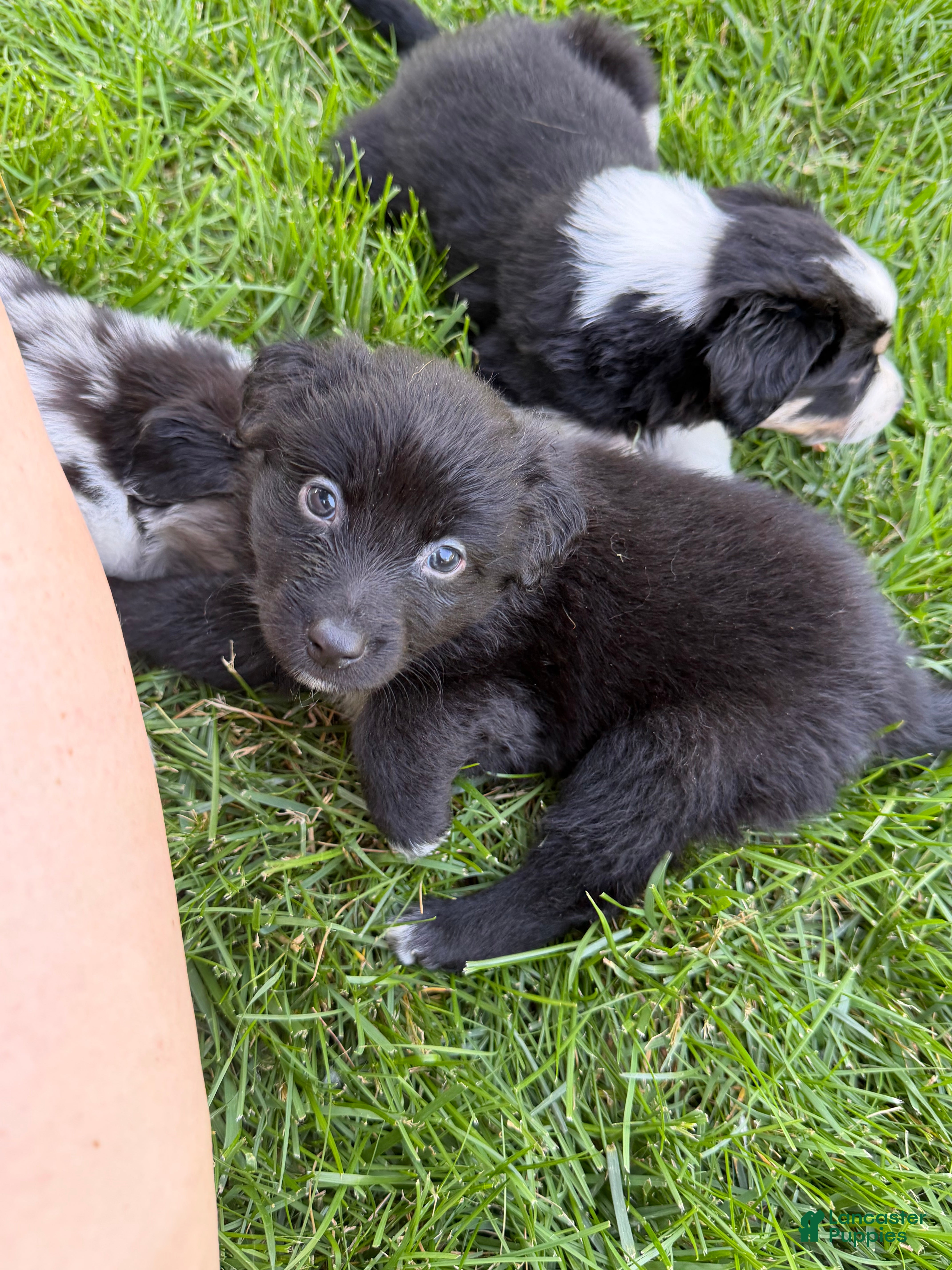 Australian Shepherd dogs Lil Dipper  - Ad 29